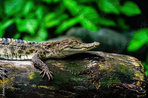 a small caimans - crocodiles on a log and rock on a sunny day. It live throughout the tropics in Africa, Asia, the Americas and Australia. Wildlife and animal concept.