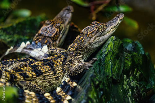 a small caimans - crocodiles on a log and rock on a sunny day. It live throughout the tropics in Africa, Asia, the Americas and Australia. Wildlife and animal concept.