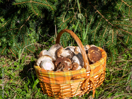 Korb voll mit frischen Steinpilzen aus dem Wald