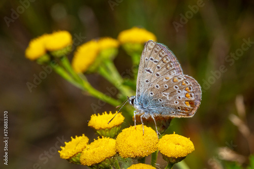 argus bleu fleur sauvage 