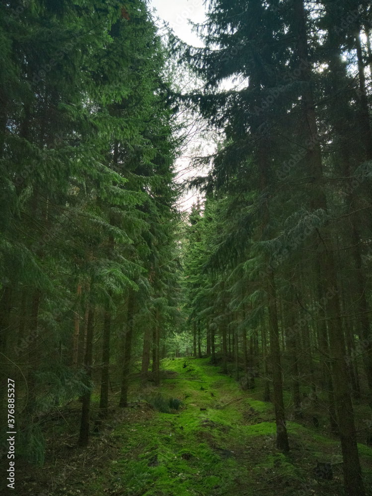 Waldweg Waldweg
