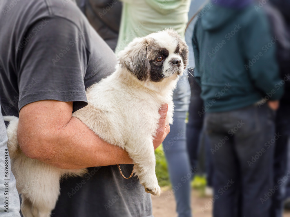 Woman with a pug in her hands in a public place Woman with a pug in her hands in a public place