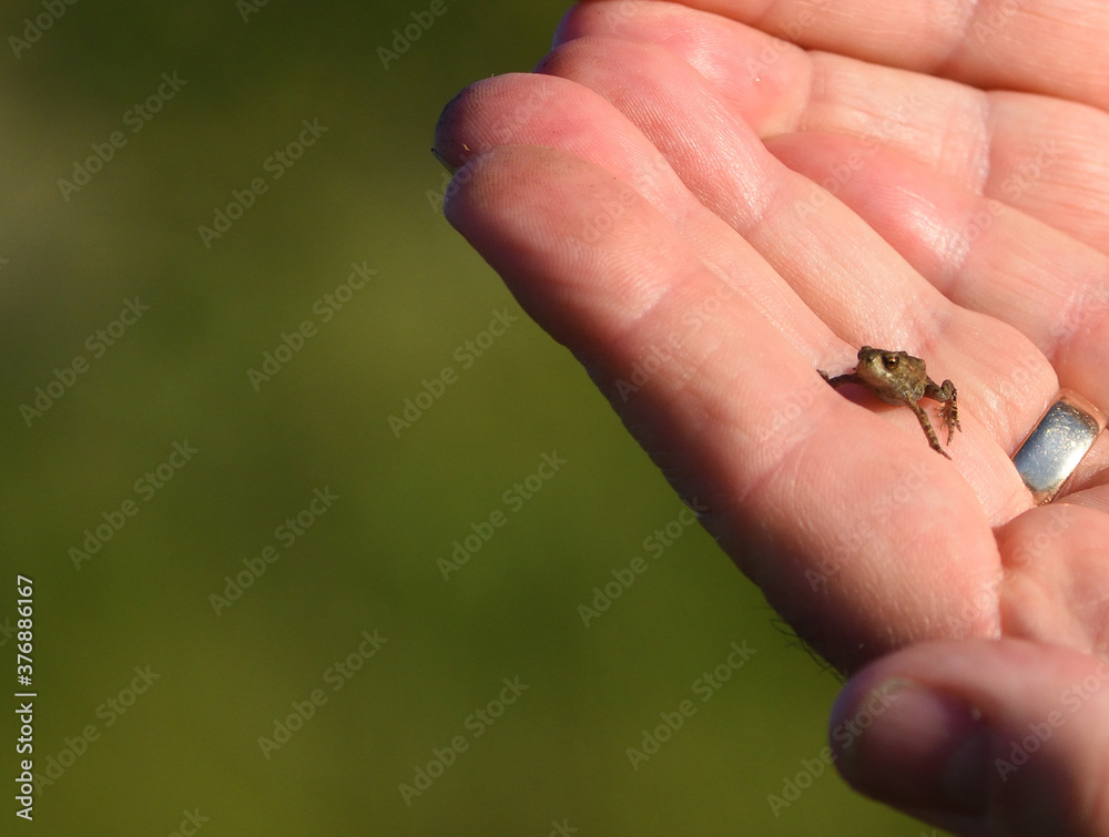 Tiny Baby Frog sitting on open hand out of focus background