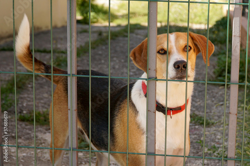  A kind dog stands behind a fence net with his black nose sticking out.