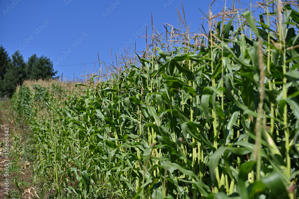 corn field corn field