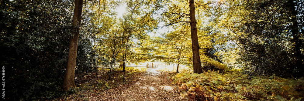 panoramic image of a forest trail in summer panoramic image of a forest trail in summer