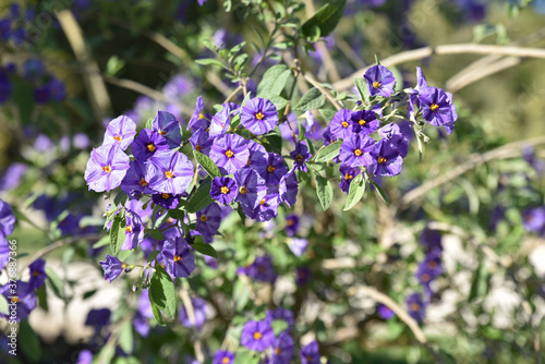Lycianthes rantonnetii bleu au jardin en été photo