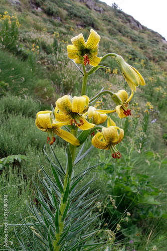 Photos Pyrenean Lily (Lilium pyrenaicum) in the mountains