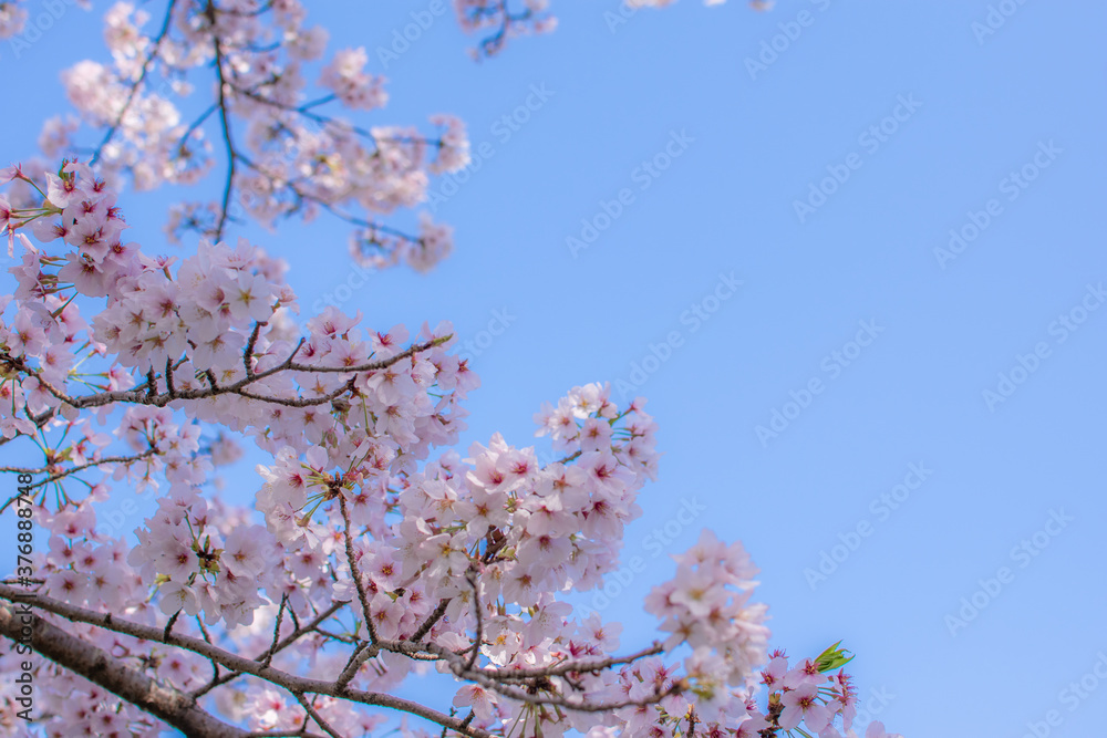 桜と青空