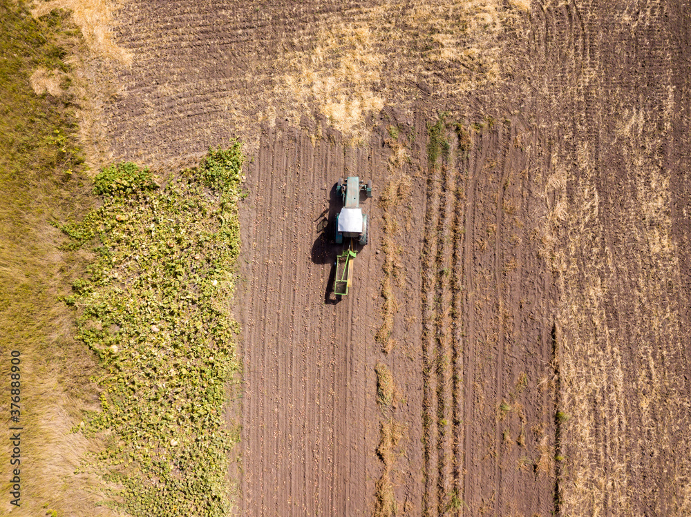 Fototapeta premium Aerial drone view. The tractor collects potatoes in a potato field.