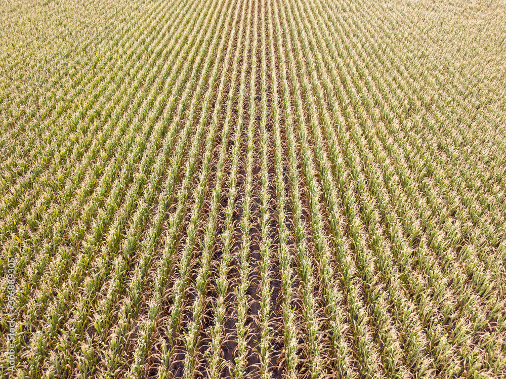 Aerial drone view. Ukrainian ripe cornfield on a sunny day. Aerial drone view. Ukrainian ripe cornfield on a sunny day.