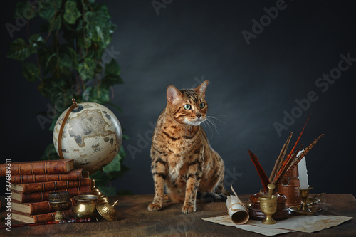 Billede på lærred Desktop of the sorceress  She turned into a cat