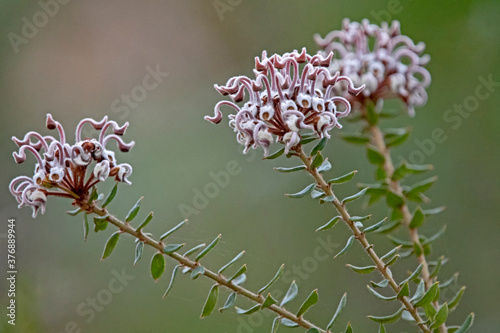 spider flower - Grevillea buxifolia - Australian native