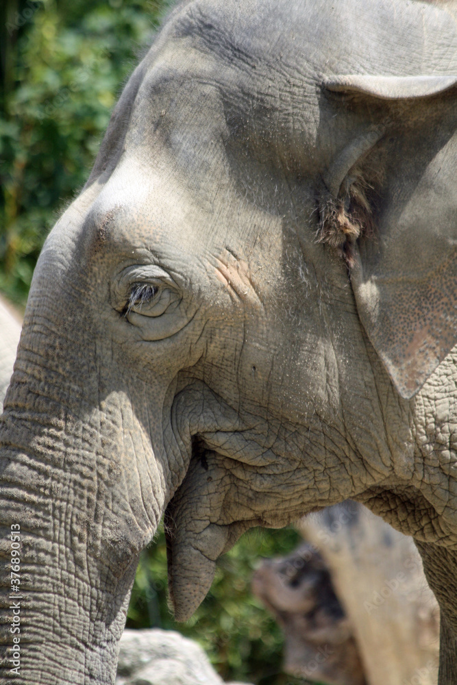 Fototapeta premium asiatischer_Elephant