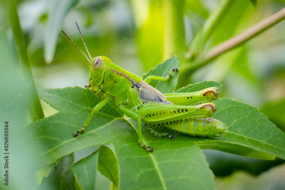 Differential Grasshopper (Melanoplus differentialis), nymph. Raleigh, North Carolina. Differential Grasshopper (Melanoplus differentialis), nymph. Raleigh, North Carolina.