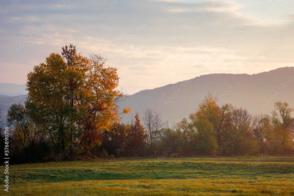 misty morning of mountainous countryside. rural landscape in autumn colors. trees on the fields in fall colors. distant mountains beneath a sky with clouds in morning light