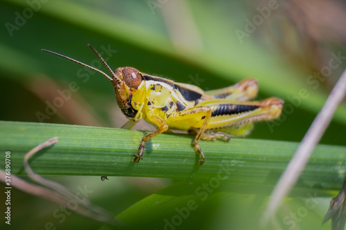 Red-legged grasshopper (Melanoplus femurrubrum). Raleigh, North Carolina. photo