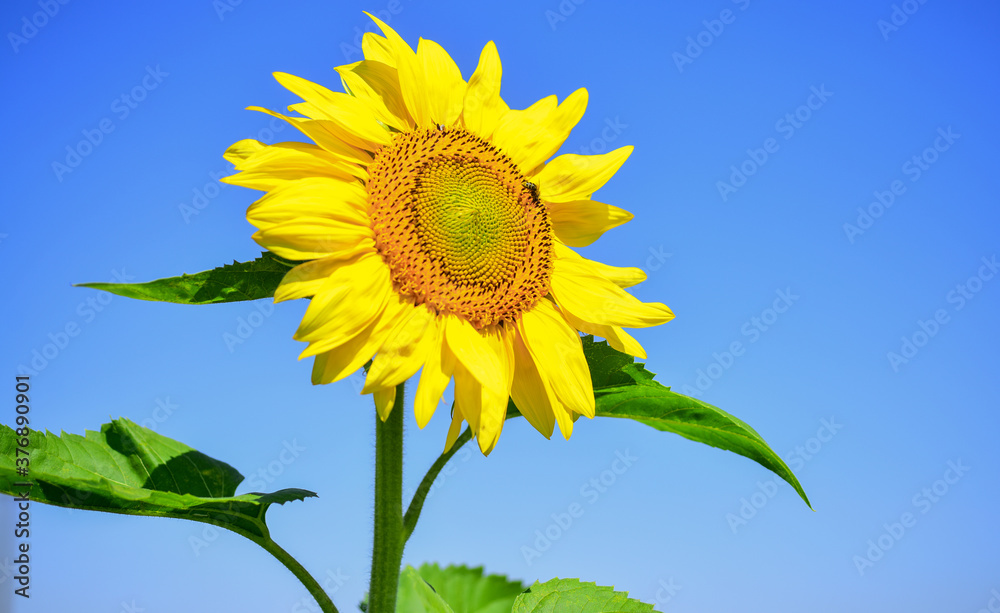 big sunflower close up. summer nature beauty. flower on blue sky background. beautiful yellow flower of sunflower. I love gardening big sunflower close up. summer nature beauty. flower on blue sky background. beautiful yellow flower of sunflower. I love gardening