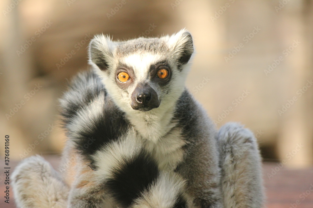 Naklejka premium Lemur katta