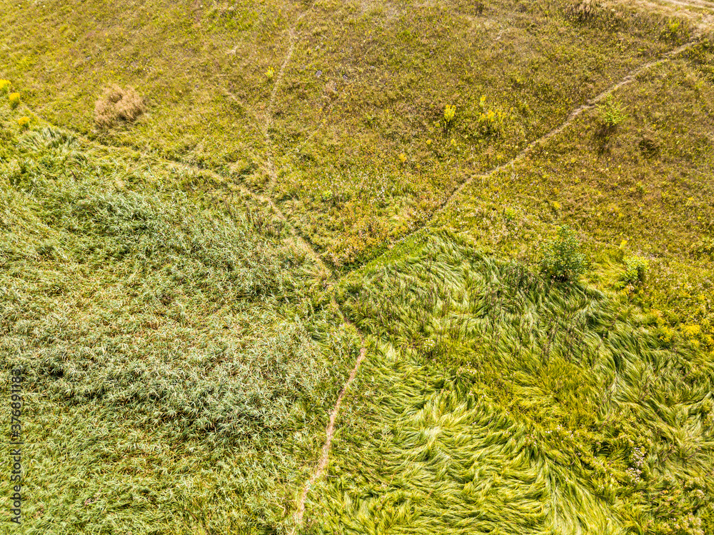 Aerial drone top view. Tall grass in a green meadow. Aerial drone top view. Tall grass in a green meadow.