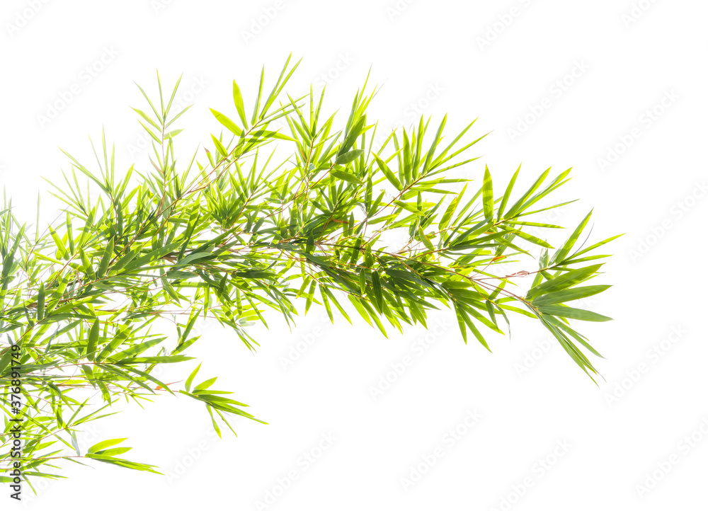 bamboo leaves isolated on white background bamboo leaves isolated on white background