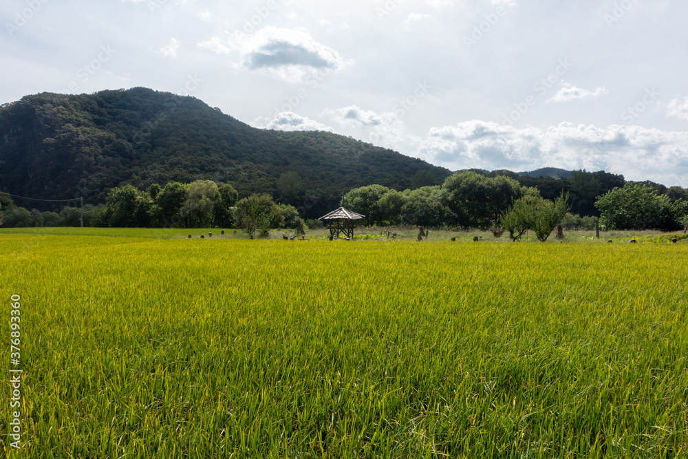 A small house in a large rice field