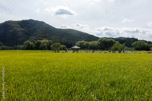 A small house in a large rice field