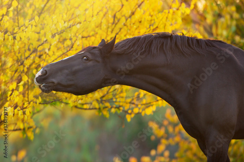 Stallion in fall park at sunset light