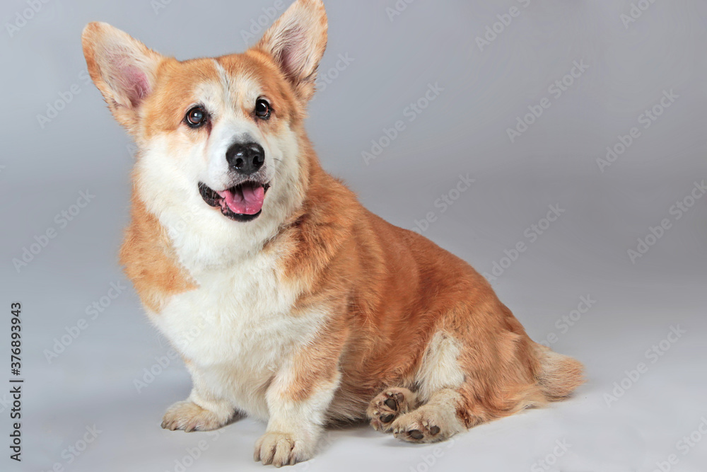 corgi on a gray background in the studio shooting
