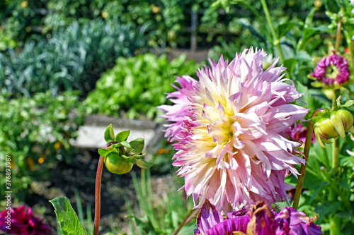 Bauerngarten nähe Chiemsee - Oberbayern photo