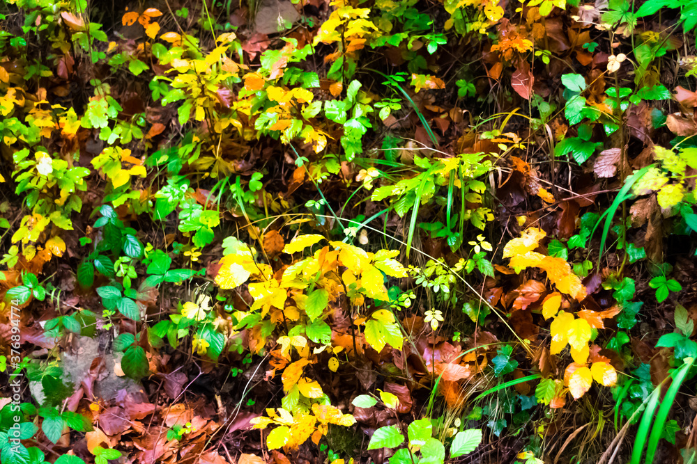 Autumn landscape in the forest of La Fageda de Grevolosa, La Garrotxa Autumn landscape in the forest of La Fageda de Grevolosa, La Garrotxa
