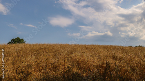 Gold Wheat flied panorama with tree at sunset, rural countryside