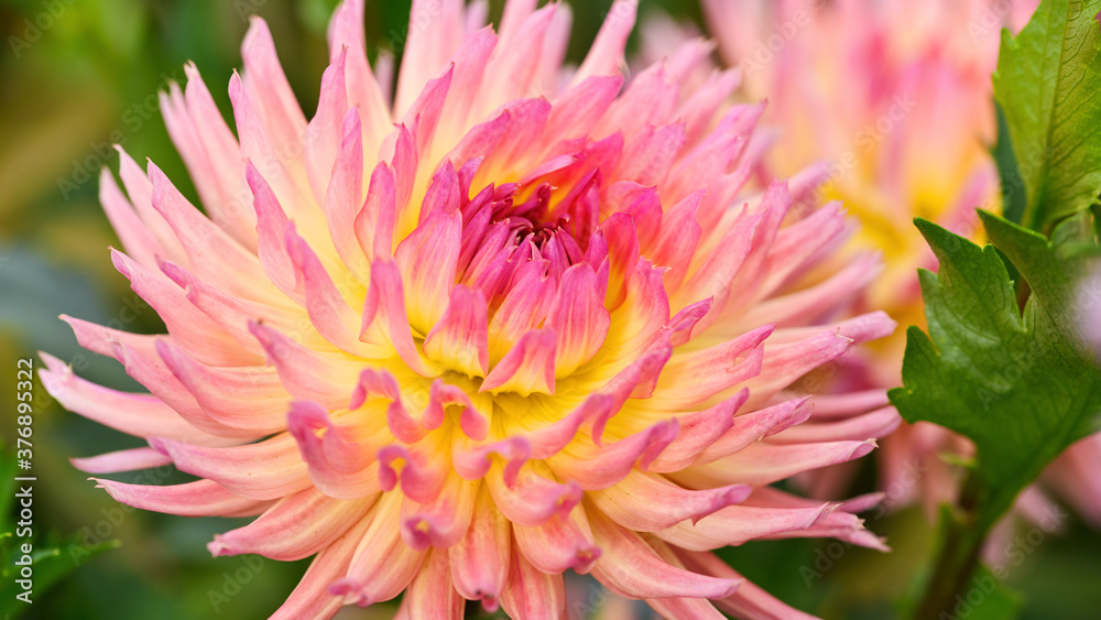 orange flower close-up. large Dahlia head in the garden. soft focus, floral texture orange flower close-up. large Dahlia head in the garden. soft focus, floral texture