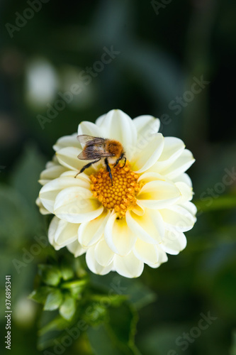 bee on a white Dahlia flower close-up. blurred background  summer season  copy space