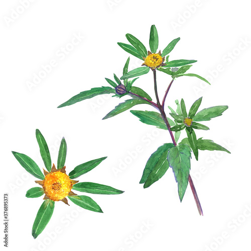 Bur Marigold or Bidens tripartita herbal plant elements isolated on white background. Watercolor hand drawn illustration. Perfect for print, card, cover, medical herb design. photo