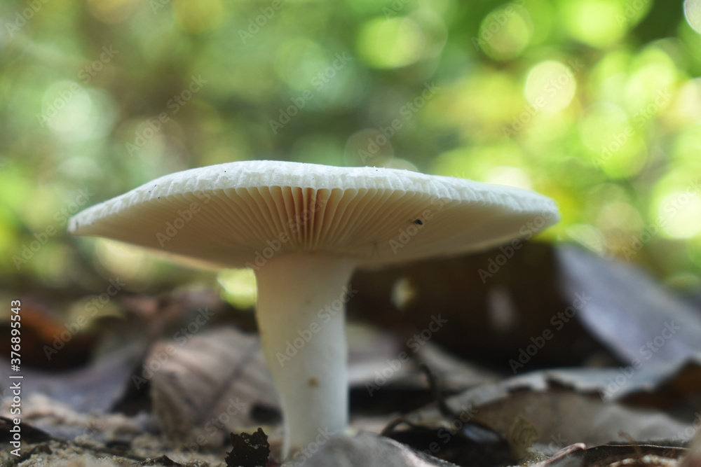 mushroom in the forest mushroom in the forest