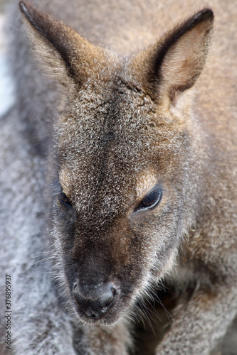 Bennettkänguru