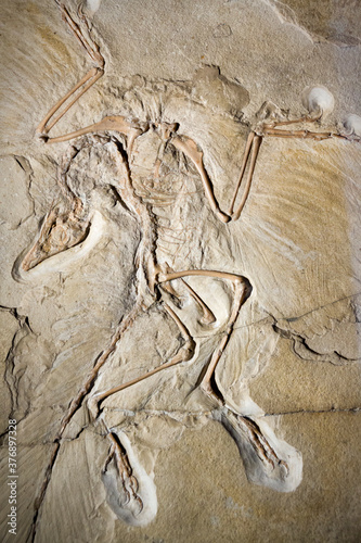 Fossil specimen of earliest known bird Archaeopteryx lithographica photo
