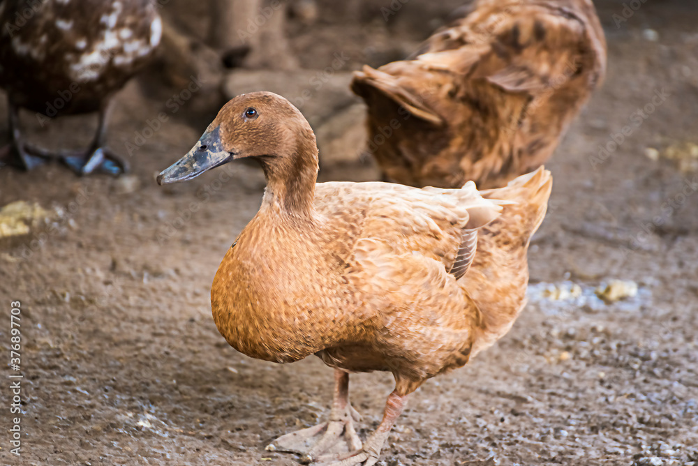 Female Duck Group in a duck farm at the back of the house It is cultured to store duck eggs for sale every day. It is a business of livestock farmers in rural Thailand. Female Duck Group in a duck farm at the back of the house It is cultured to store duck eggs for sale every day. It is a business of livestock farmers in rural Thailand.