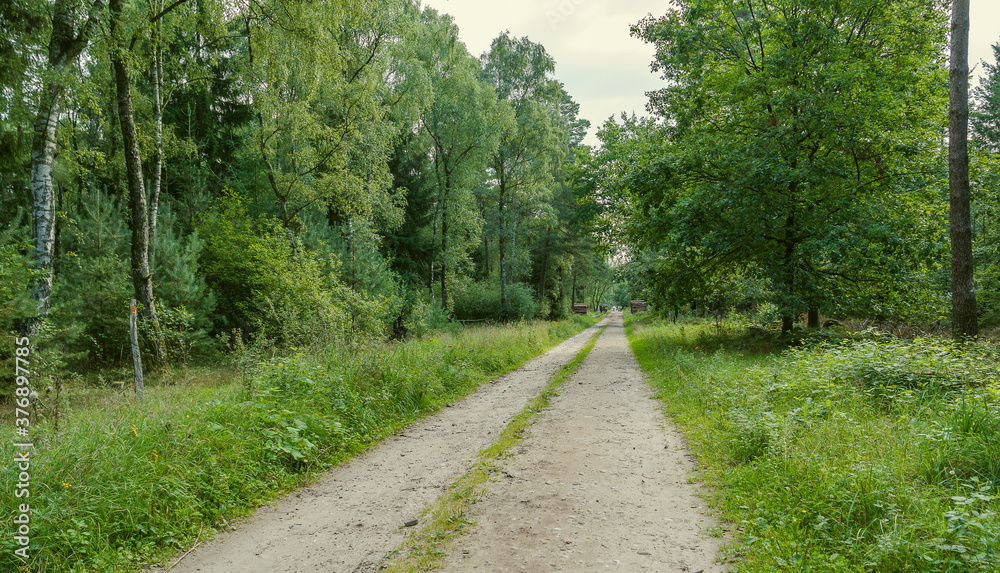 Fototapeta premium Wilseder Berg im Naturpark Lüneburger Heide