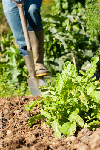 A man digging in a vegetable garden in spring time with some lettuces in the foreground. Portrait format.