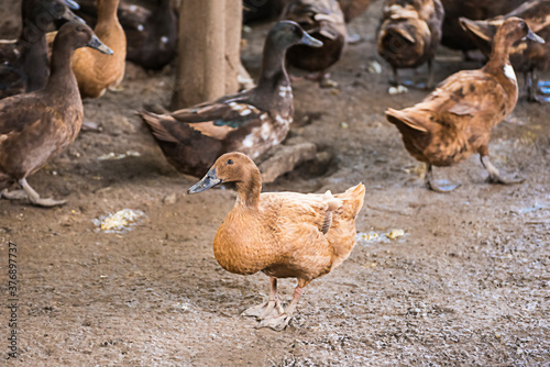 Female Duck Group in a duck farm at the back of the house It is cultured to store duck eggs for sale every day. It is a business of livestock farmers in rural Thailand. © bubbers
