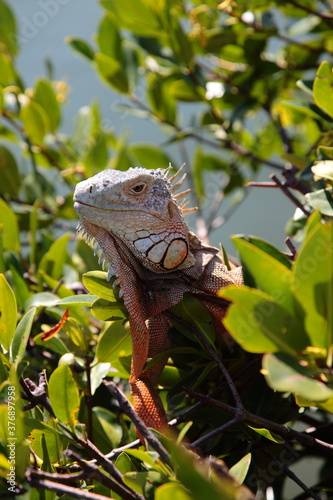 Wild iguana close up portrait in Florida Keys.