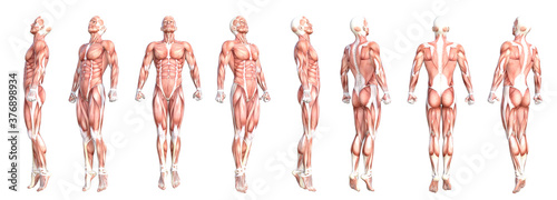 Conceptual anatomy healthy skinless human body muscle system set. Athletic young adult man posing for education, fitness sport, medicine isolated on white background. Biology science 3D illustration