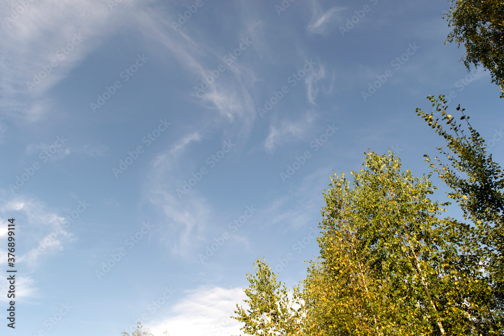 Blue Sky with small clouds and Tree tops Blue Sky with small clouds and Tree tops