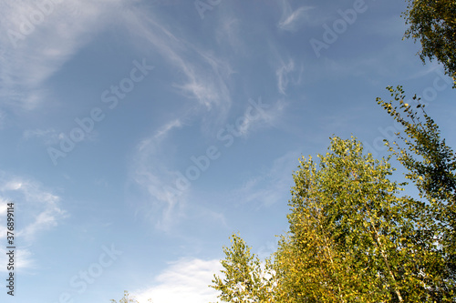Blue Sky with small clouds and Tree tops