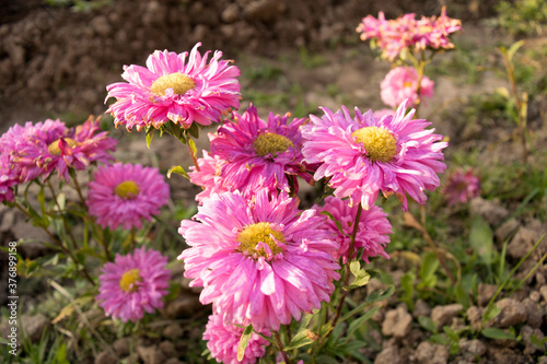 Pink garden Flowers on a Sunny day