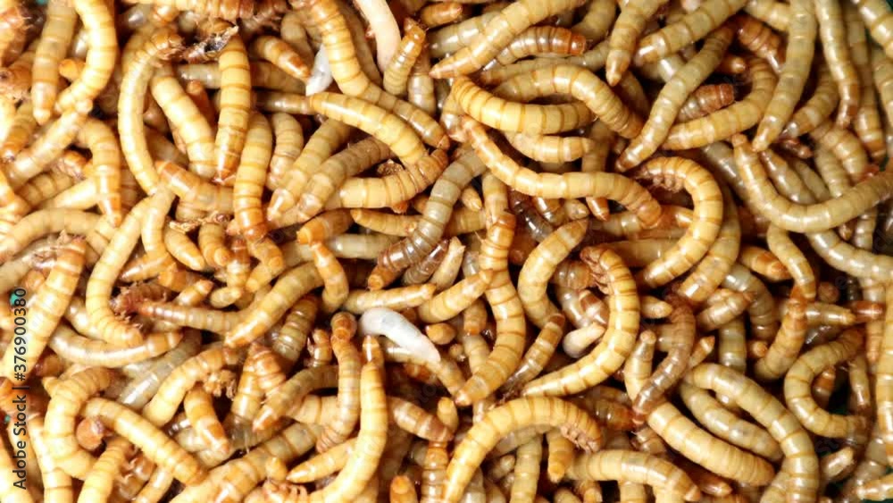 mealworms , mealworms ,superworm isolated larva, larvae Stages of the