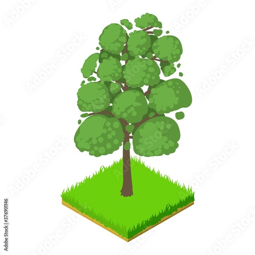 Sassafras icon. Isometric illustration of sassafras vector icon for web