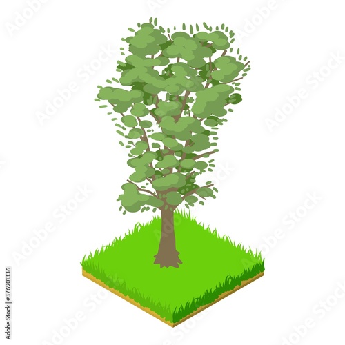 Walnut tree icon. Isometric illustration of walnut tree vector icon for web